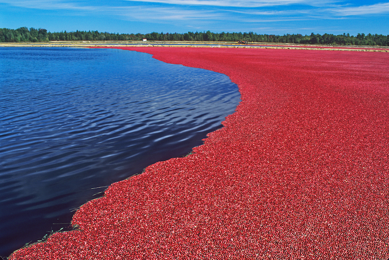 cranberry bog 