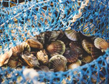 scalloping in nantucket