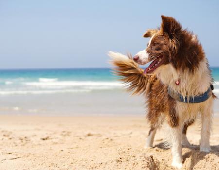 dog on beach