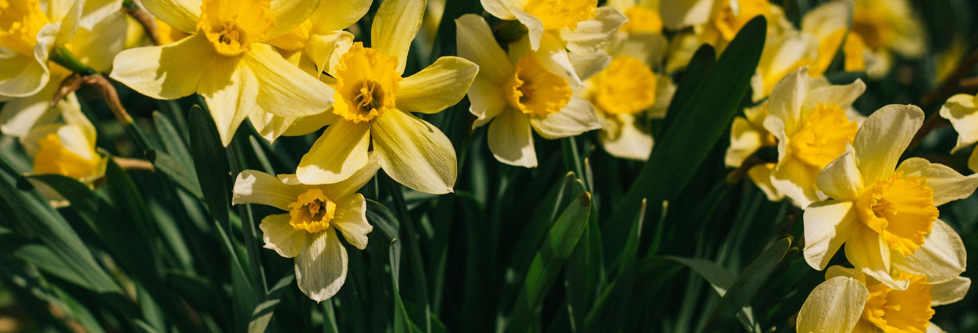 upclose image of bright yellow daffodils 