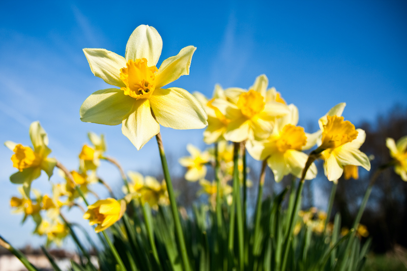 daffodils