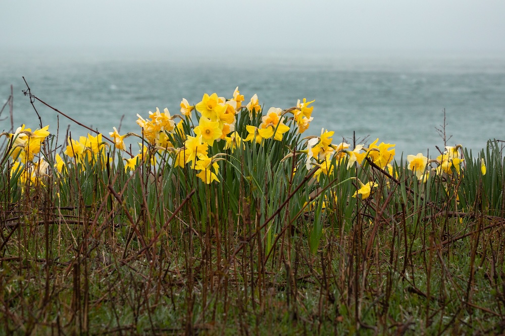 Daffodils on the beach in spring