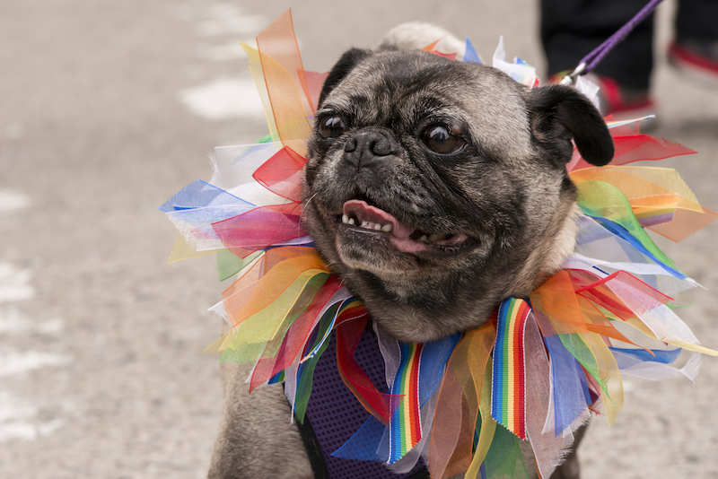 pug with rainbow collar