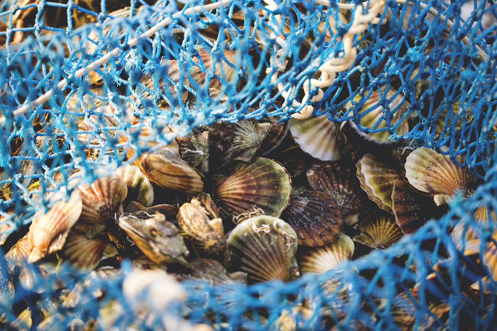 Nantucket Scallopers Ball