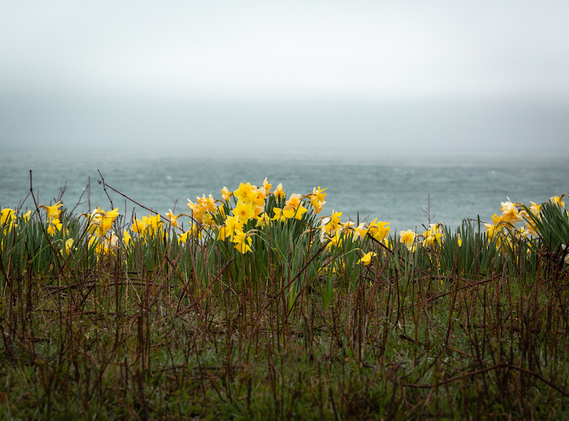 daffodils along shoreline